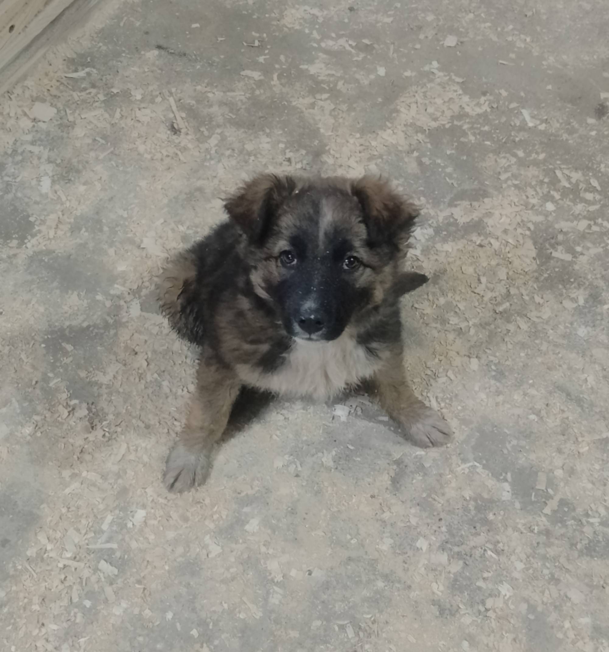 Пропала собака, неизвестная порода