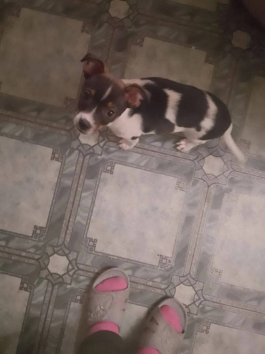 Пропала собака, Ика 53