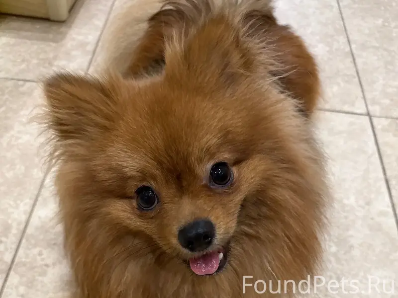 Пропал шпиц Филя, район Строителей 4