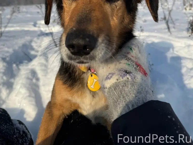 Найдена собака, Можайский район