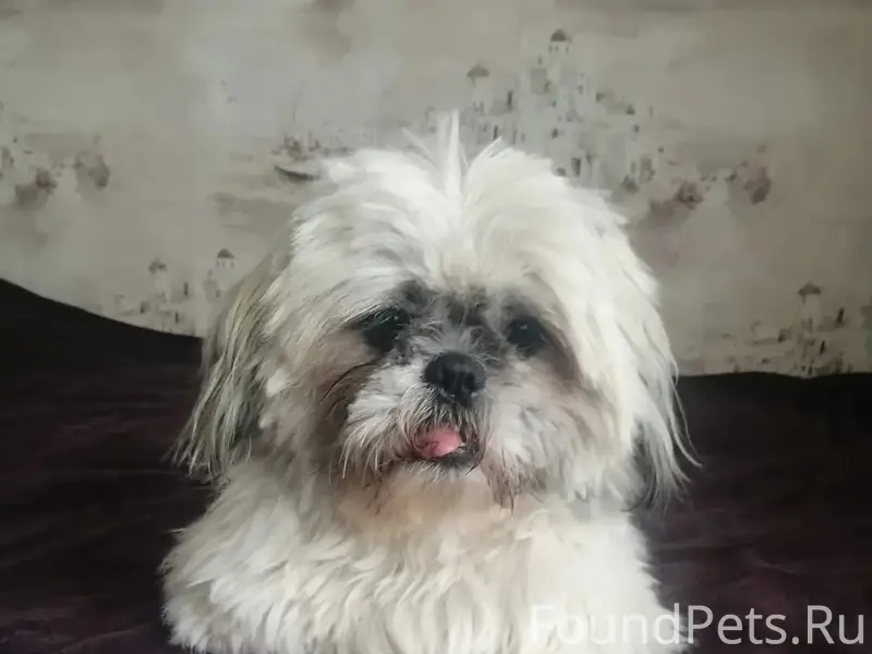 Пропал маленький Жорик, метис пекинеса и ши тцу, Малининский