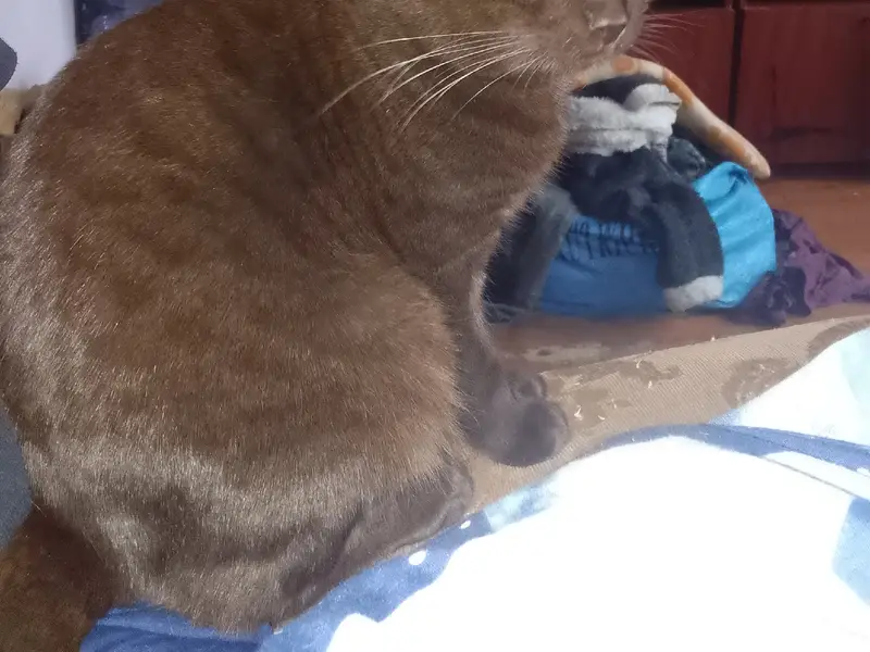 Пропал вислоухий Чижик, район Западной