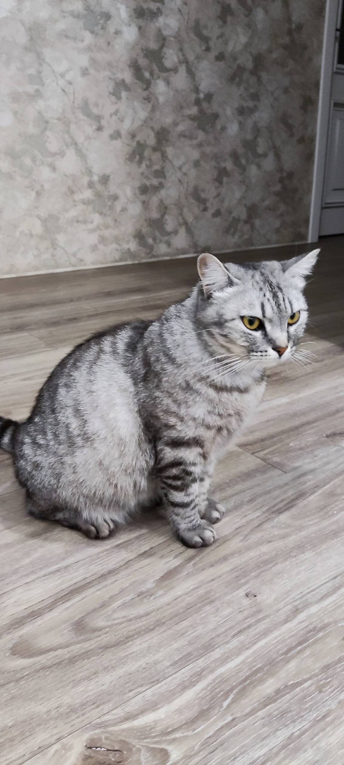 Пропала кошка, ул. Дружбы, г. Вязники