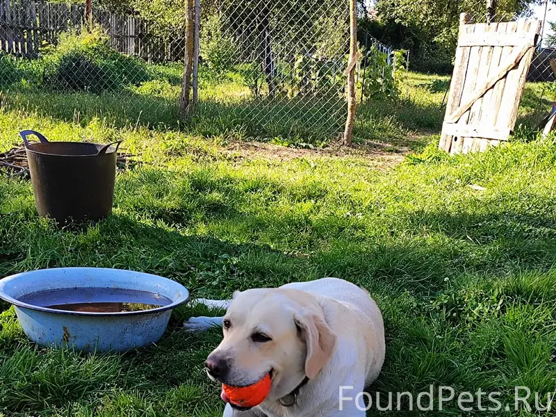 Пропала Молли (Лабрадор), г. Могилев