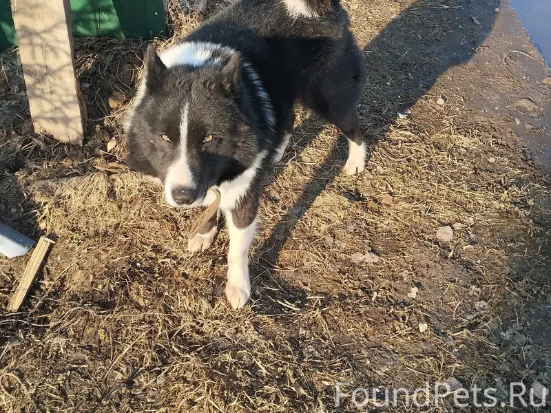 Найден предположительно лайка, с. Благовещенье