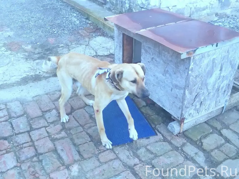 Найден кобель, деревня Войкова