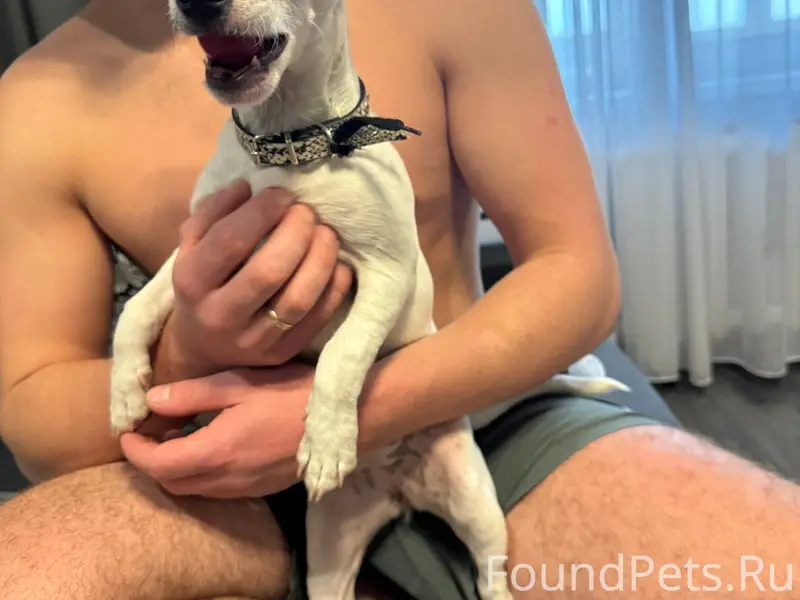 Найден тип собака, в районе института мвд