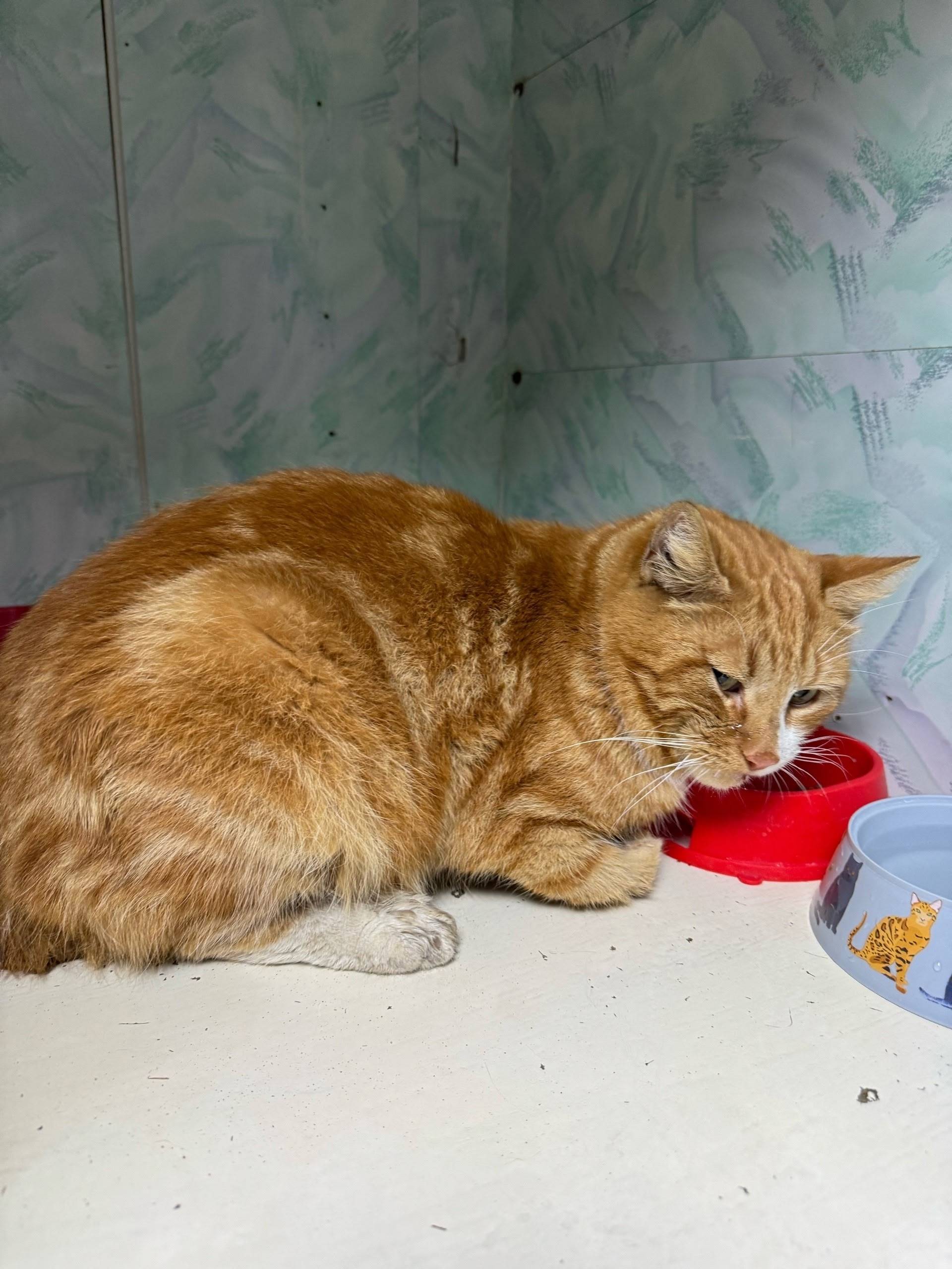 Найден кот, нуждается в помощи, срочно