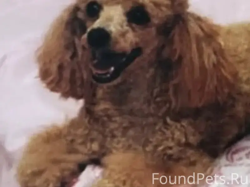 Пропала той пудель Эльза, Мурманск