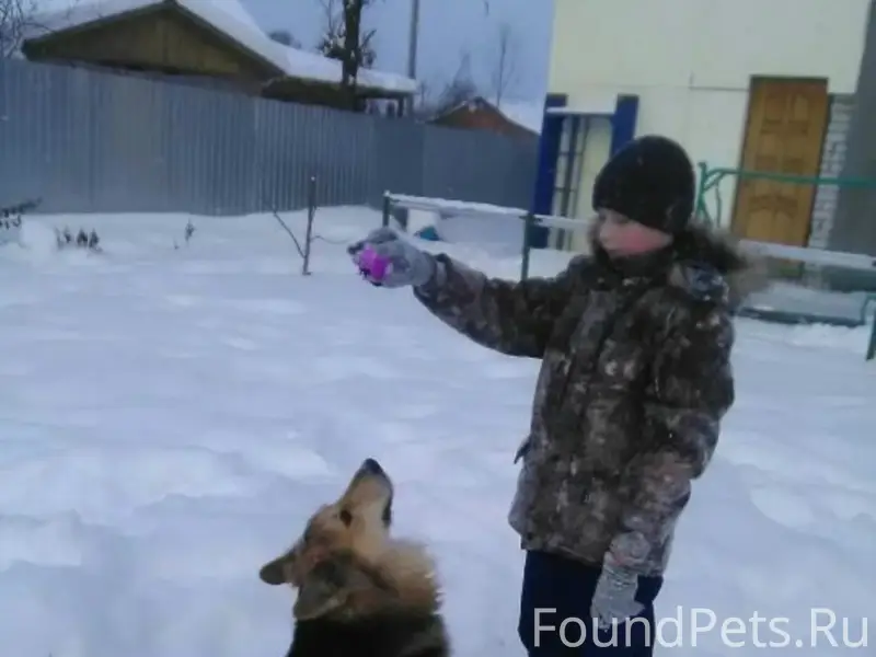 Пропал глухой пёс Майкл, Седеево