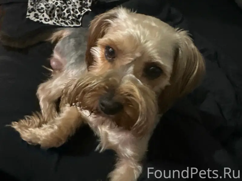 Пропал комнатный пёс Йорик, Евпатория