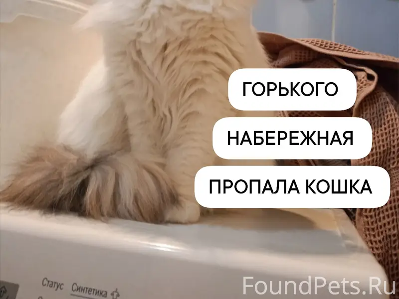 Пропала кошка, район Спиртпрома