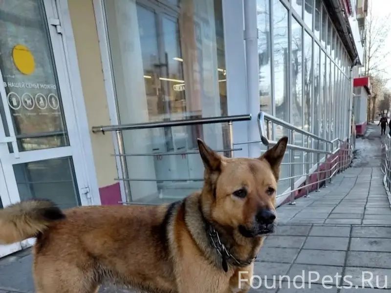 Найден кобель, ухоженная собака, Орджоникидзе 1а
