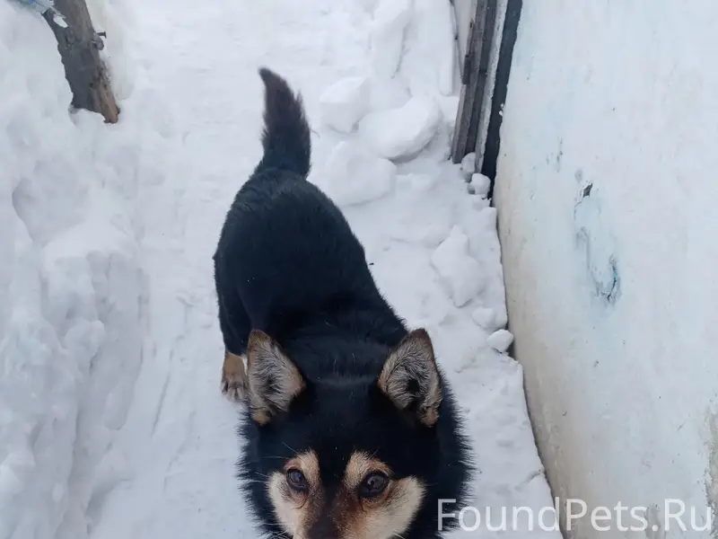 Пропал пёс Барсик, 8 квартал