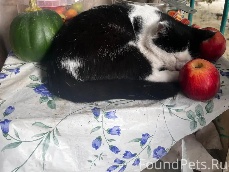 Пропал кот Кузя, улица Степная