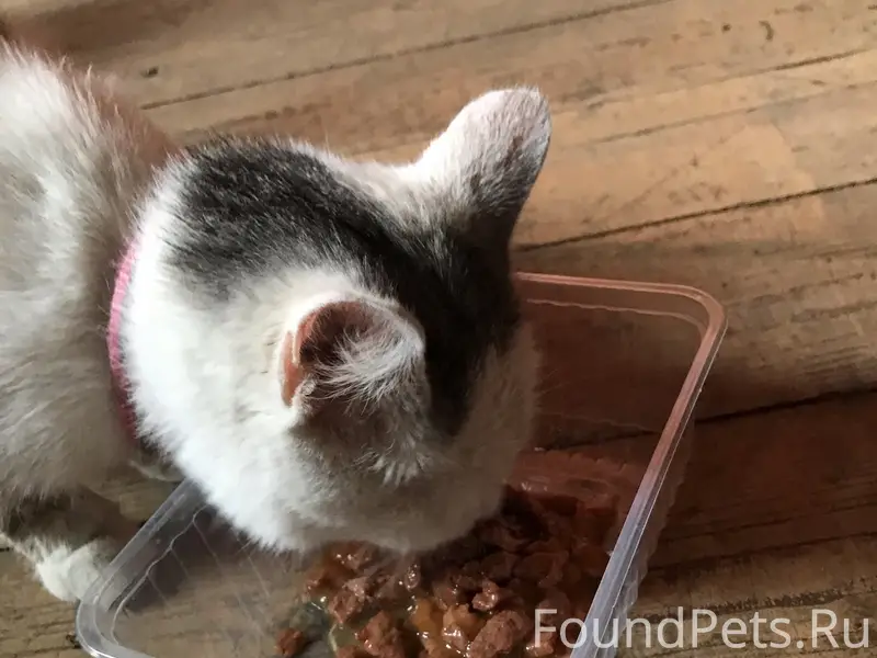 Найдена кошка в ошейнике, ул. Конева