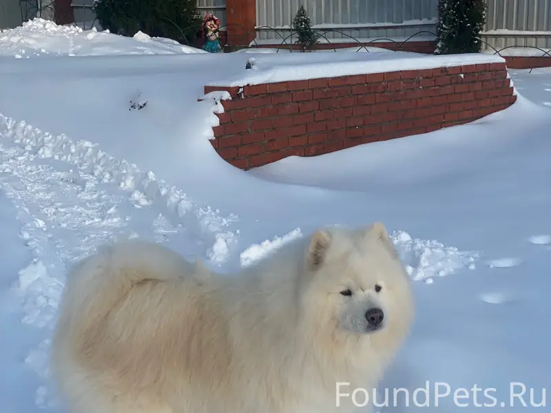 Пропала собака Чаби, село Андреевское