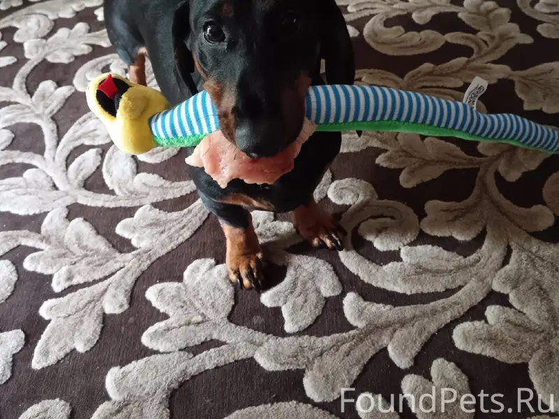 Пропал кобелёк такса, Строителей 15