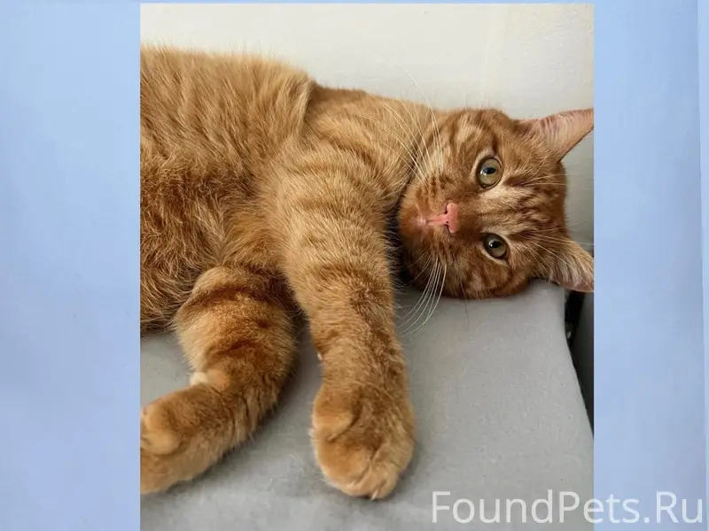 Пропал кот, неизвестное местоположение