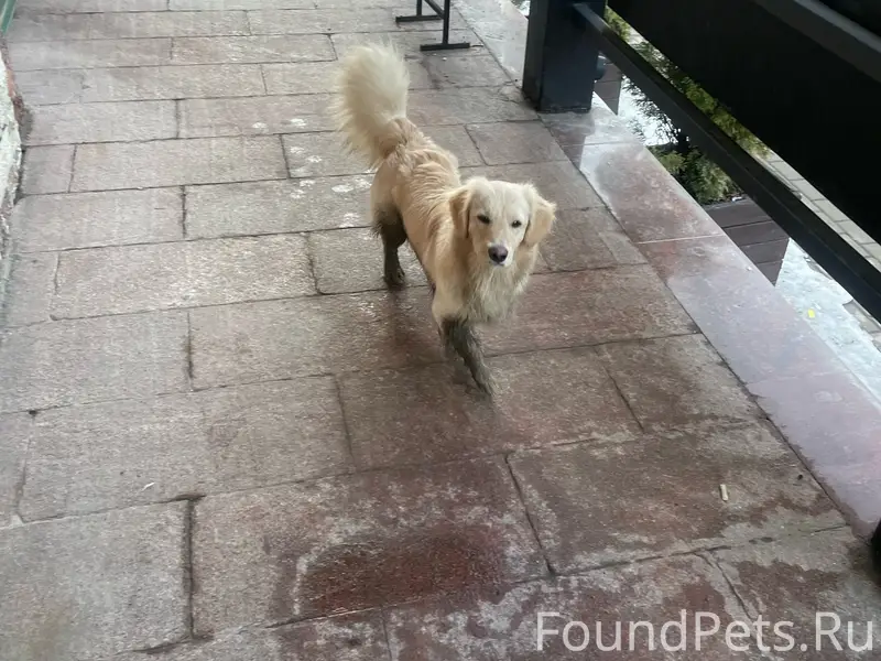 Пропала собака, Ликерка