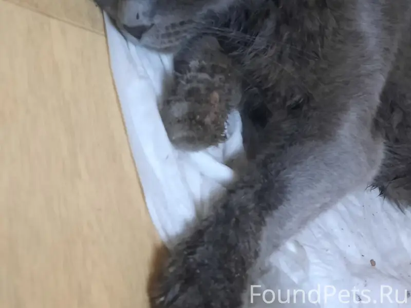 Найден кот, улица Садовая