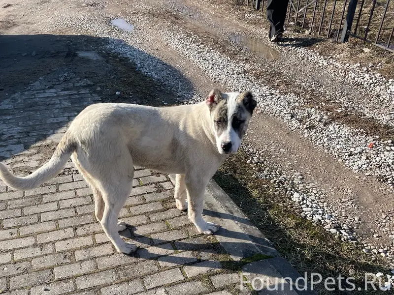 Найден тип собака, Новая деревня