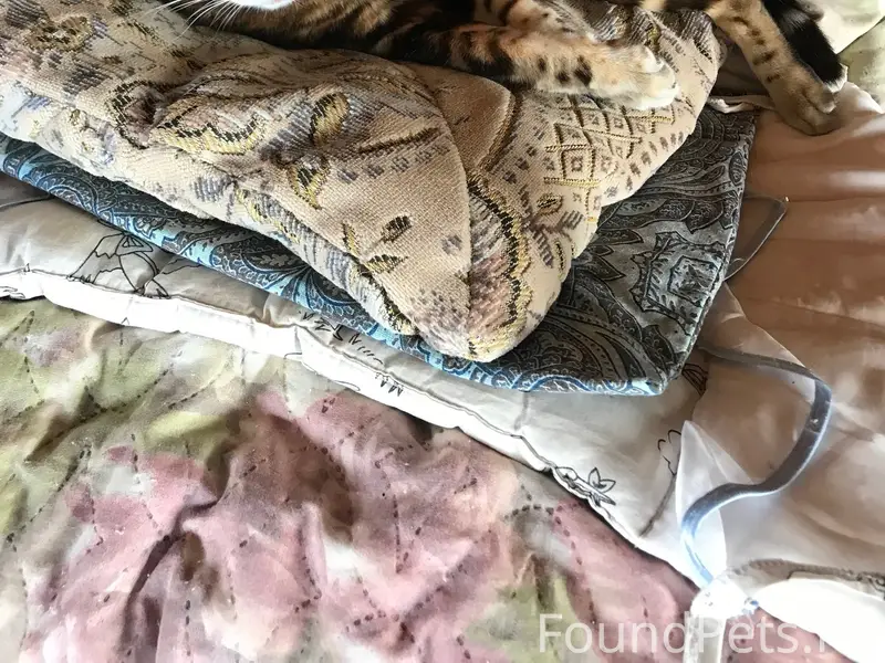 Пропала кошка Печка, Ягодный