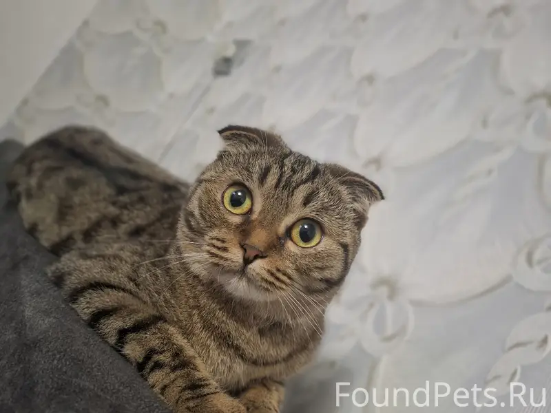 Пропала кошка Ева