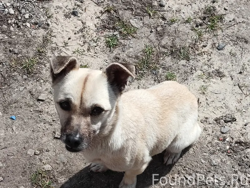 Найден метис, трасса на Троицкое