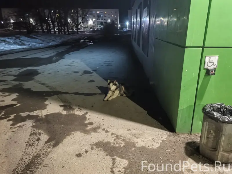 Найден хаски, около магазина 'Пятёрочка' на мжк