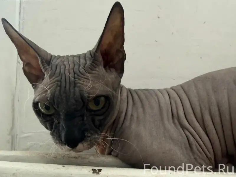 Найдена кошка, Орджоникидзевской район