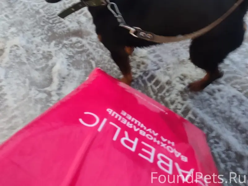 Найденна собака у магазина Магнит, Молокозаводская