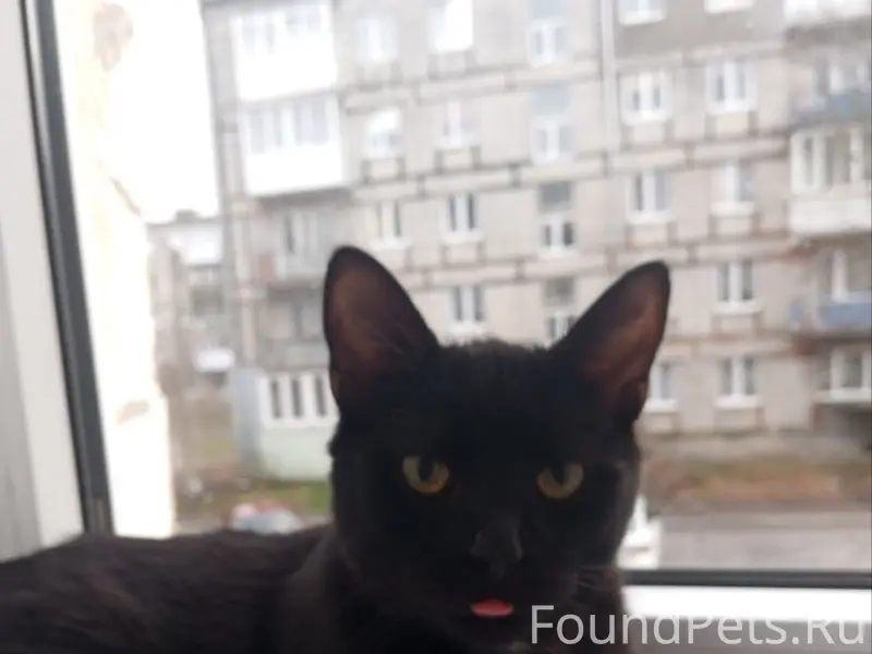 Пропал кот Мурат, г. Пионерский