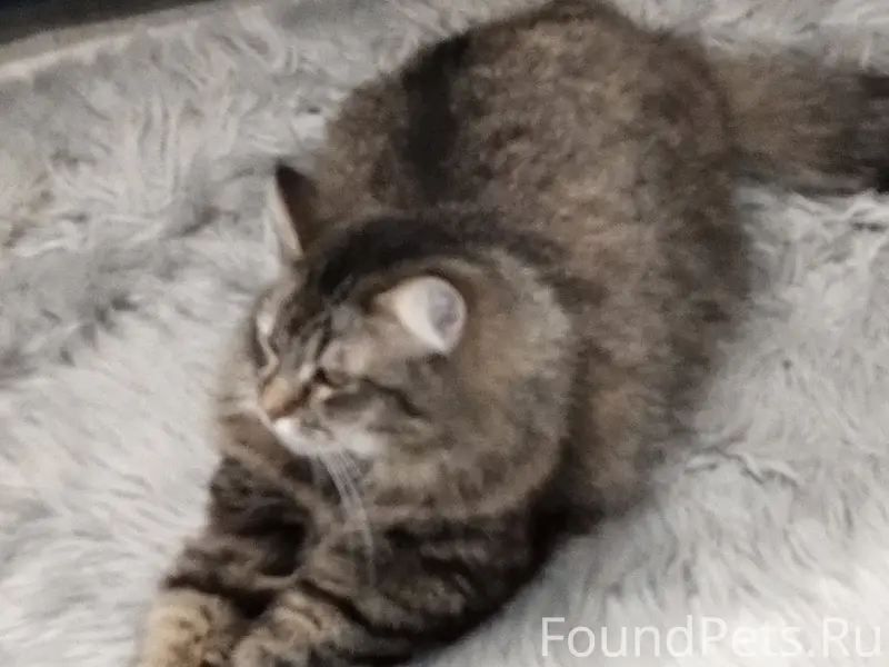 Пропал кот, 