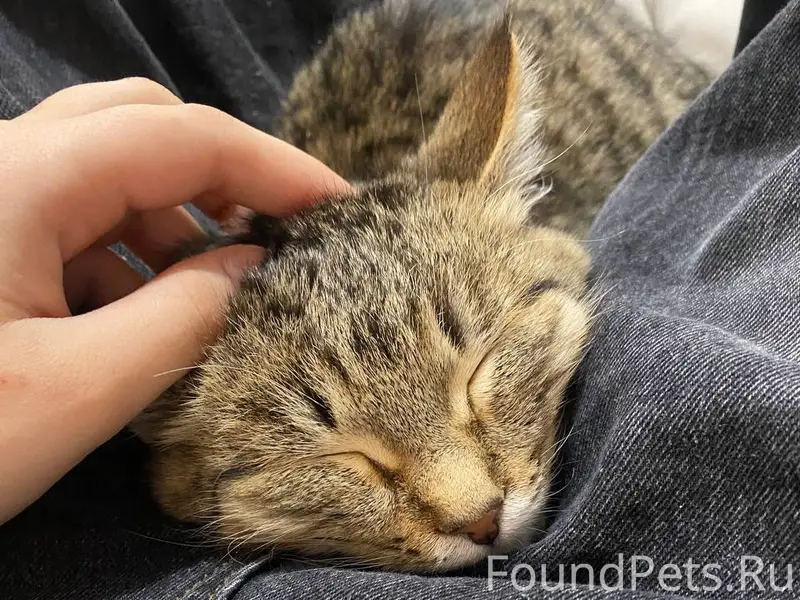 Пропал кот, ДЗФС