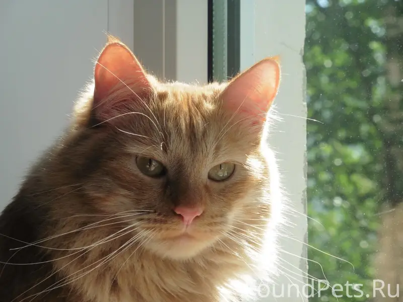 Пропал кот, район кузбасской дивизии