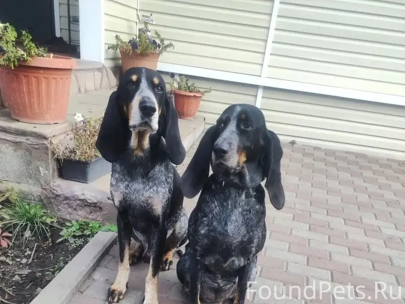 Пропали охотничьи собаки, район церкви п. Ракитное