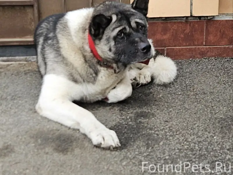 Найдена американская акита, Оренбург