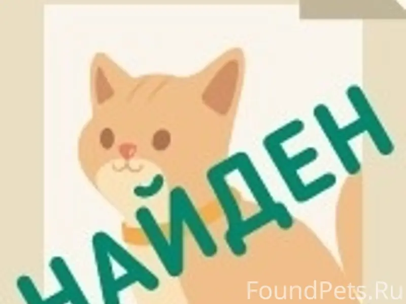 Найдена короткошёрстная кошка, Нижняя Первомайская
