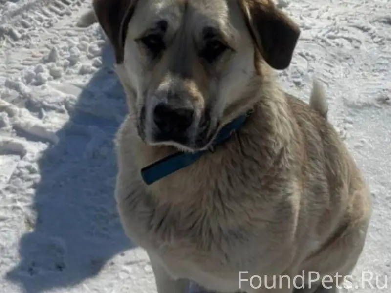 Пропала метис алабая Красотка, промзона в новом городе