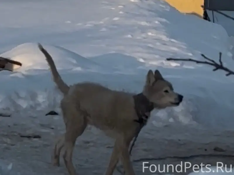 Пропал Хаски, Хардиково-Булгакова