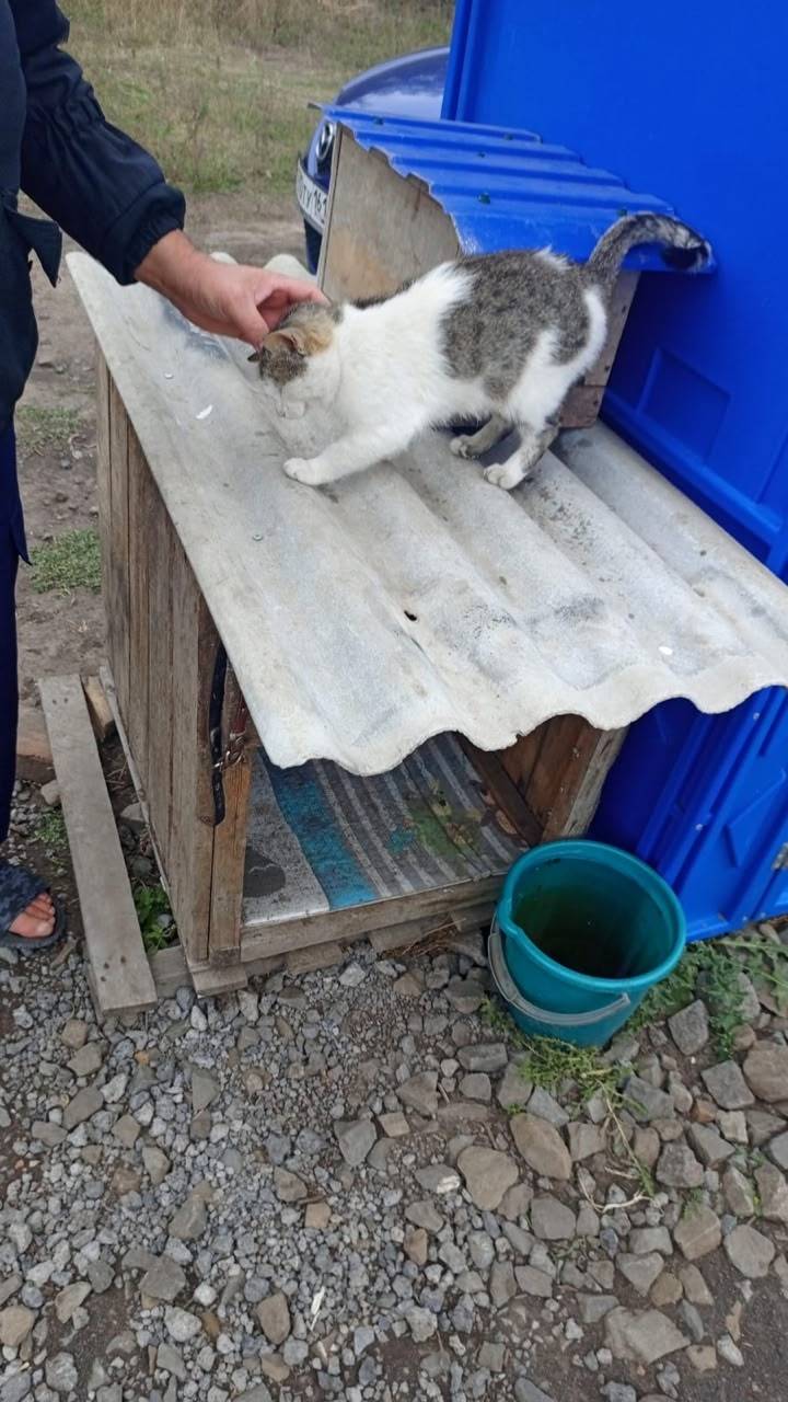 Пропал кот Булька