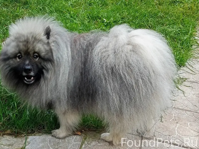 Пропала собака, деревня Роскино