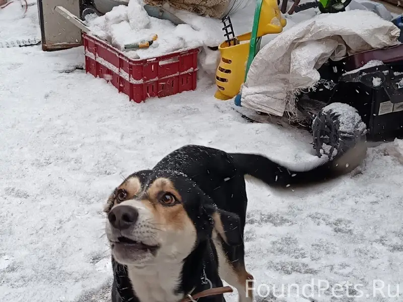 Пропал пёс, район Торгашино