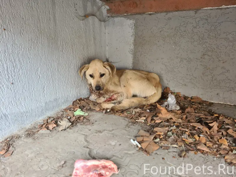 Найден щенок, Симферополь