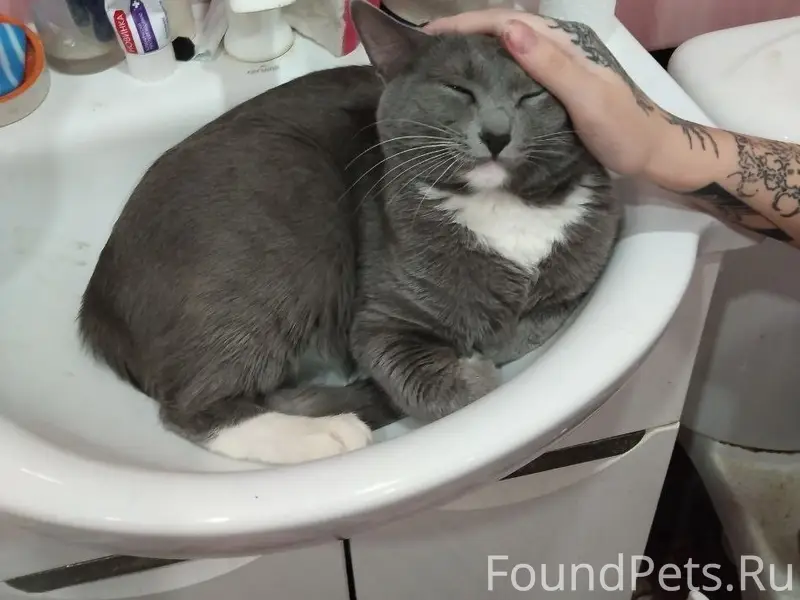 Пропал кот, Лодыгина