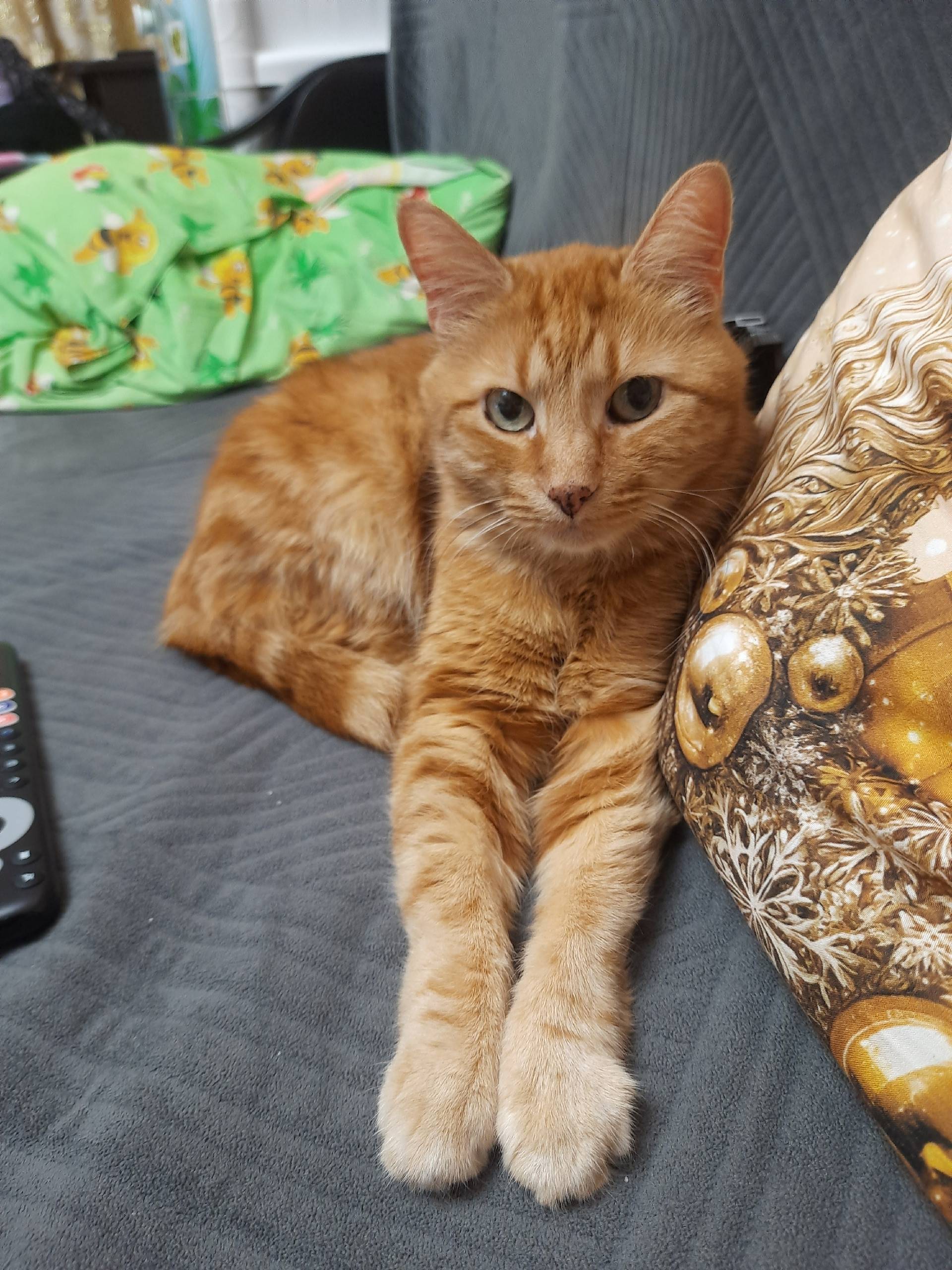 Пропал кот Персик, пр. Володарского