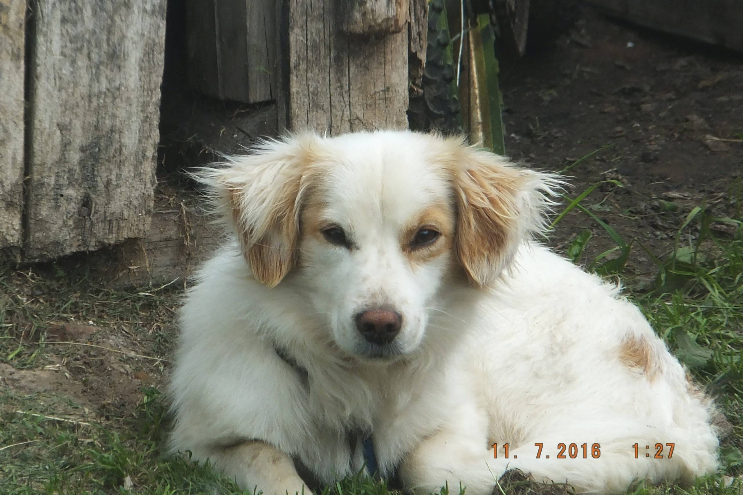 Пропал дворняга Малыш, г. Наволоки