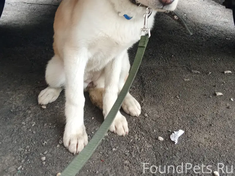 Найден щенок метис хаски/акиты, Крутые Ключи