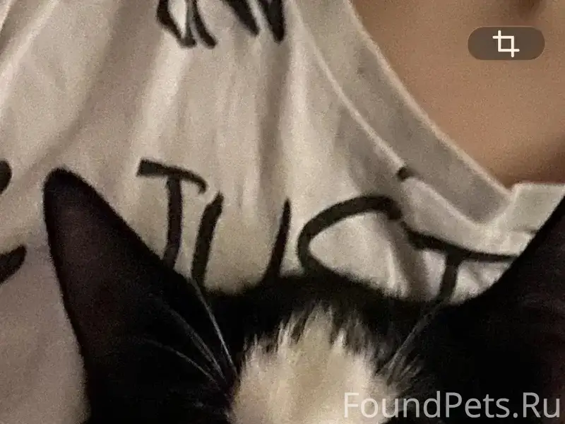 Пропал кот, Коммунальная ул.